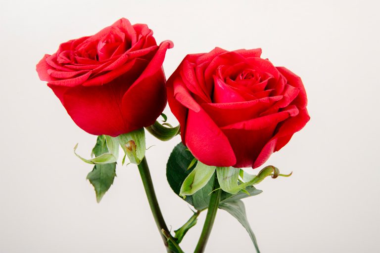The Red Rose